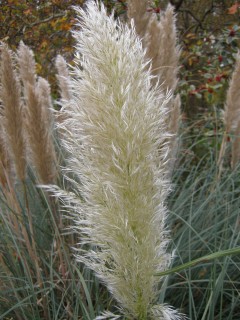 Cortaderia selloana ‘Pumila' plume (05/11/2011, London)