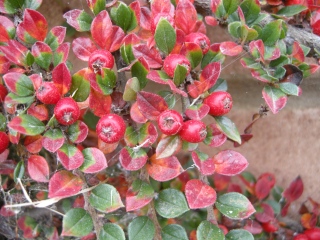 Cotoneaster horizontalis berries (Cambridge, 03/11/2011)