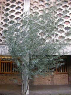 Acacia retinodes (11/01/2012, London)