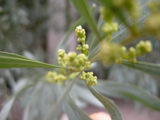 Acacia retinodes flower buds (11/01/2012, London)