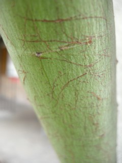 Acacia retinodes trunk (11/01/2012, London)