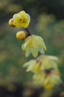 Chimonanthus praecox var. concolor flower (21/01/2012, Kew London)