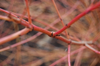 Cornus sanguinea 'Midwinter Fire' stem (21/01/2012, Kew, London)