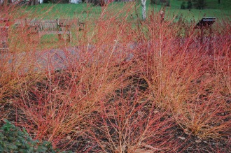 Cornus sanguinea 'Midwinter Fire' (21/01/2012, Kew, London)