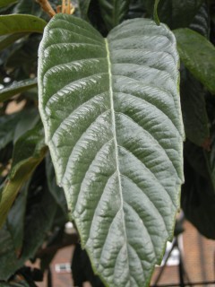 Eriobotrya japonica leaf (11/01/2012, London)