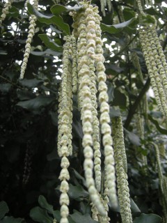 Garrya elliptica flowers (30/01/2012, London)