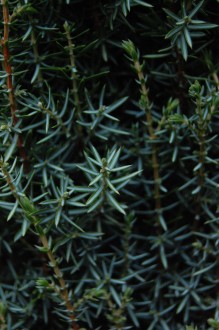 Juniperus scopulorum 'Skyrocket' detail (26/12/2011, Belkovice, Czech Republic)