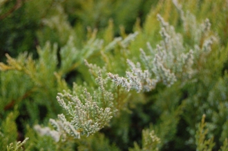 Juniperus sabina 'Buffalo' detail (26/12/2011, Belkovice, Czech Republic)