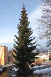 Picea omorika (02/01/2012, Vsetin, Czech Republic)