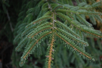 Picea orientalis detail (26/12/2011, Belkovice, Czech Republic)
