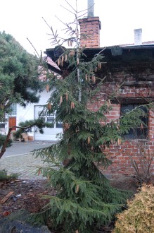 Picea orientalis (26/12/2011, Belkovice, Czech Republic)
