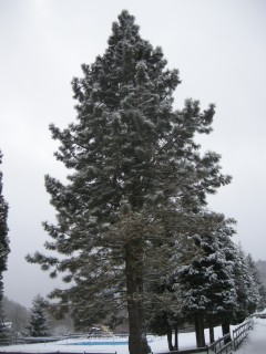 Pinus jeffreyi (30/12/2011, Malá Morávka, Czech Republic)