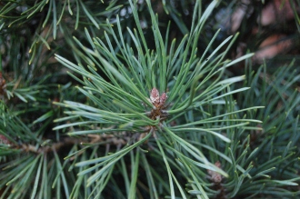 Pinus mugo subsp. mugo detail (26/12/2011, Belkovice, Czech Republic)