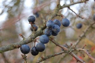 Prunus spinosa fruit (02/01/2012, Vsetin, Czech Republic)