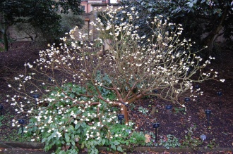 Edgeworthia chrysantha (18/02/2012, Kew, London)