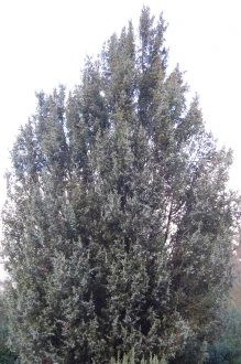 Juniperus oxycedrus (21/01/2012, Kew, London)