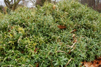 Sarcococca hookeriana (18/02/2012, Kew, London)