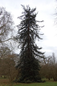 Sequoia sempervirens (18/02/2012, Kew, London)