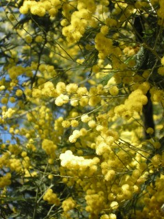 Acacia dealbata flower (25/02/2012, London)