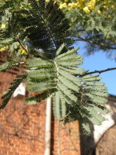 Acacia dealbata leaf (25/02/2012, London)