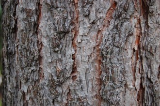 Pinus engelmannii bark (18/02/2012, Kew, London)