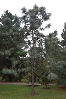 Pinus engelmannii (18/02/2012, Kew, London)
