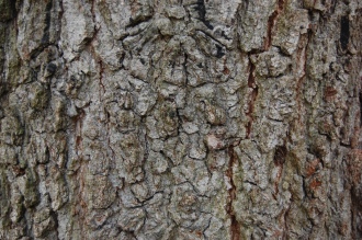 Quercus canariensis trunk (18/02/2012, Kew, London)