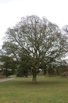 Quercus x turneri (18/02/2012, Kew, London)