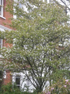 Amelanchier lamarckii (07/04/2012, London)