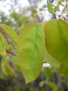 Amelanchier lamarckii Leaf (07/04/2012, London)