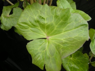 Caltha palustris Leaf (07/04/2012, London)