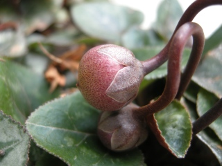 Cyclamen hederifolium var. hederifolium f. albiflorum Seed (07/04/2012)