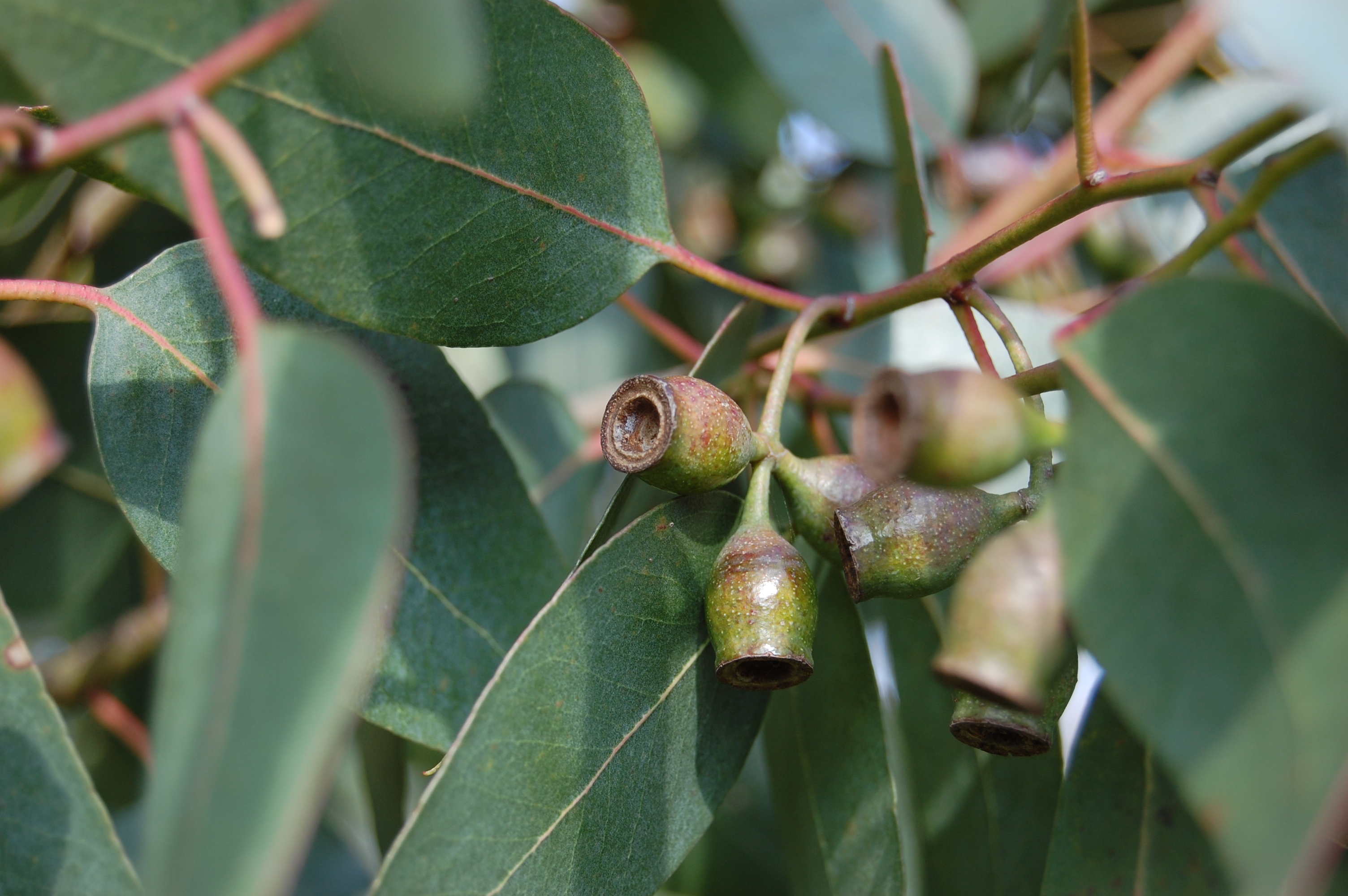 An analysis of the tree eucalyptus