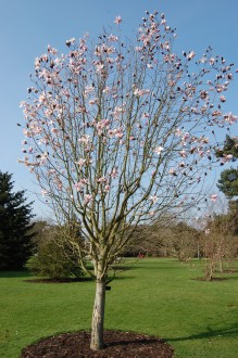 Magnolia salicifolia (11/03/2012, Kew, London)
