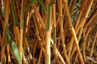 Phyllostachys bambusoides 'Castillonis' Stem (07/03/2012, Kew, London)