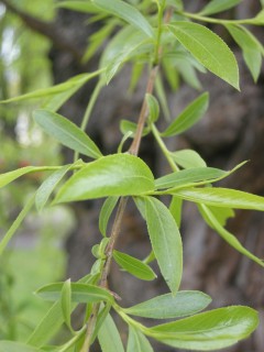 Salix alba Leaf (07/04/2012, London)