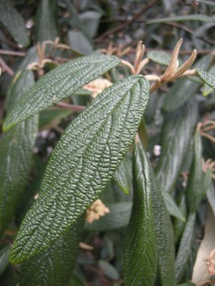 Viburnum rhytidophyllum Leaf (07/04/2012, London) 