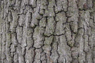 Quercus robur Bark (06/05/2012, Kew Gardens, London)