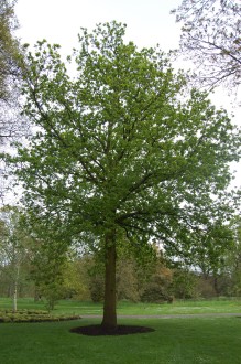 Quercus pedunculata (06/05/2012, Kew, London)