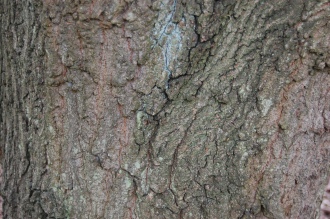 Cypress Oak Bark (05/05/2012, Kew, London)