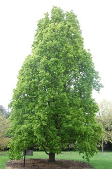 Cypress Oak (05/05/2012, Kew, London)