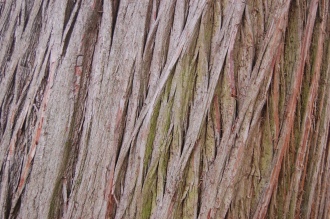 Swamp Cypress Bark (05/05/2012, Kew, London)