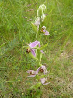 Ophrys apifera (12/06/2012, Cambridge)