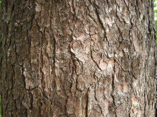 Pinus peuce Bark (17/05/2012, Prague, Czech Republic)