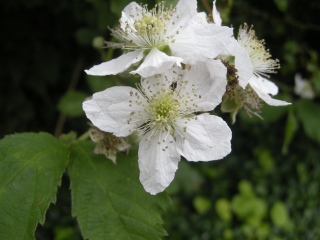 Rubus fruticosus Flower (27/06/2012, Cambridge)