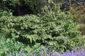 Viburnum plicatum ‘Mariesii’ Leaf (30/06/2012, Kew gardens, London)